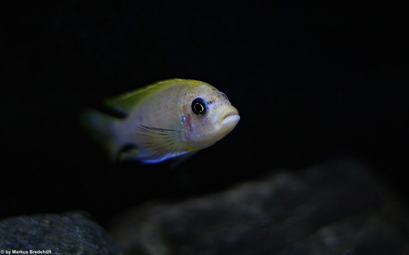 Maylandia pyrsonotos 'Mkondiwa Reef'